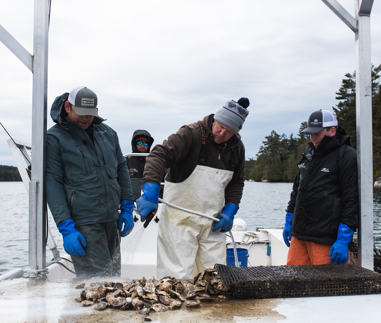 Snow Island Oysters from Quahog Bay, Harpswell, ME