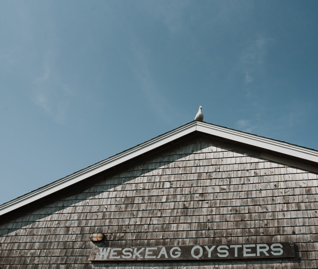 Weskeag Oysters from South Thomaston, Maine