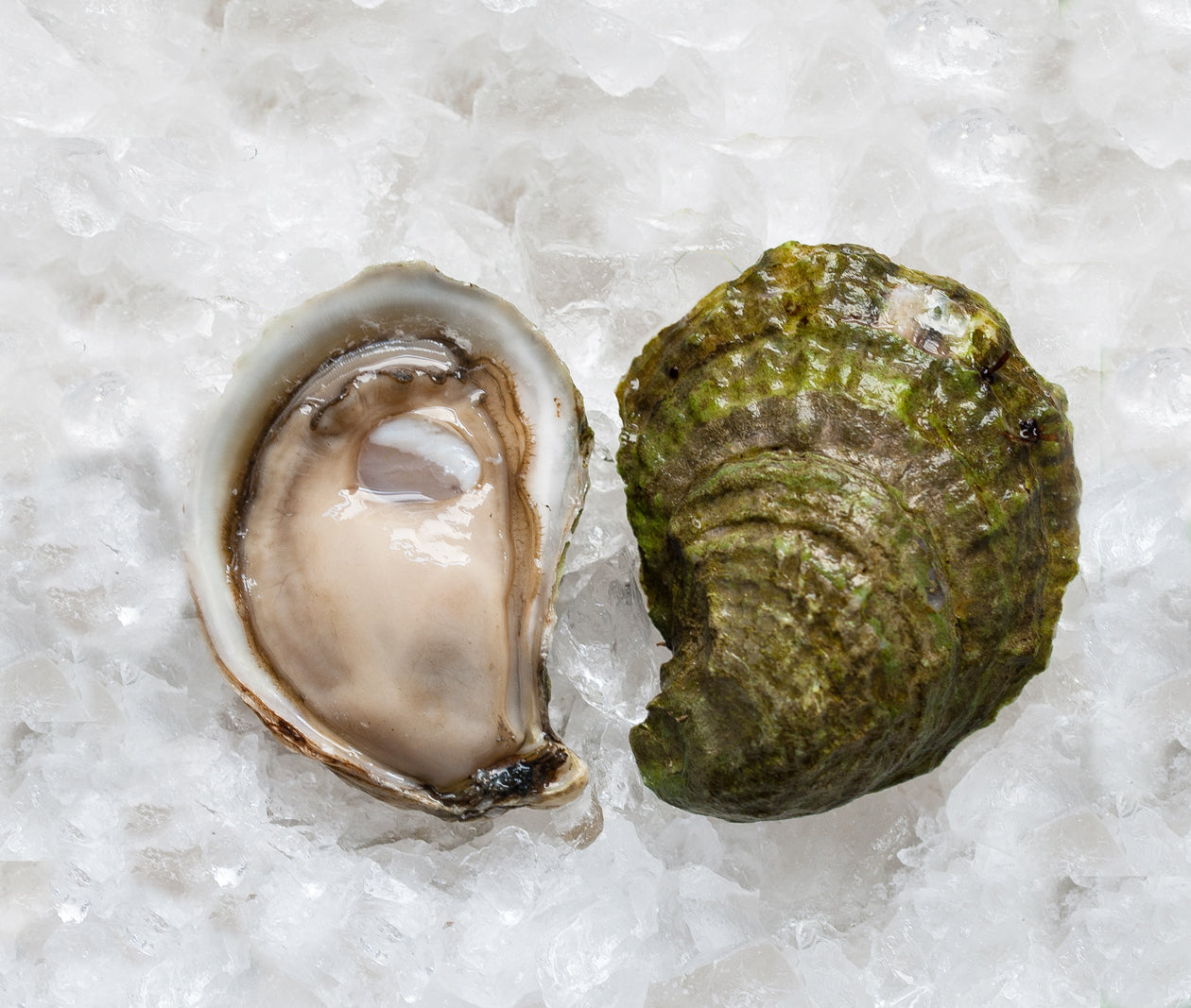 Sand Dune Oysters from Souris, PEI, CAN