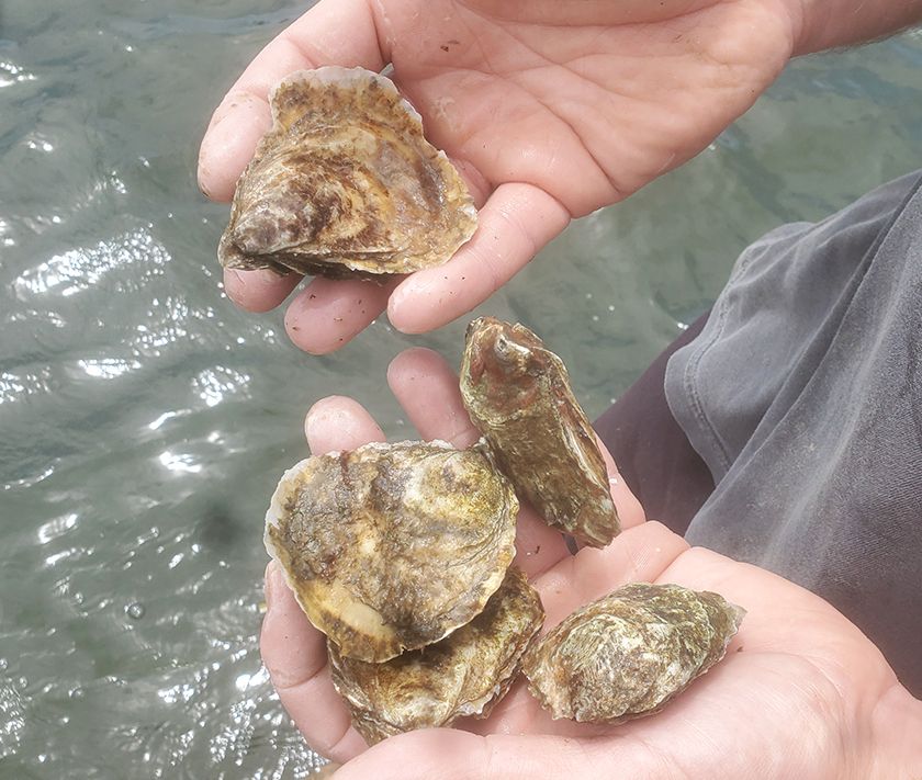 Great Island Oysters